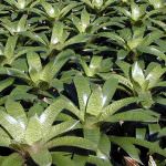 ブロメリア・エアープランツ Vriesea Mint Julep 9″ Mint Julip