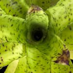 Web-Can-Leopardinum-Gallery-1-