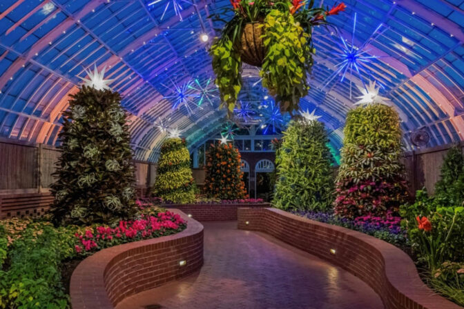 Bromeliad Christmas Tree – The Process