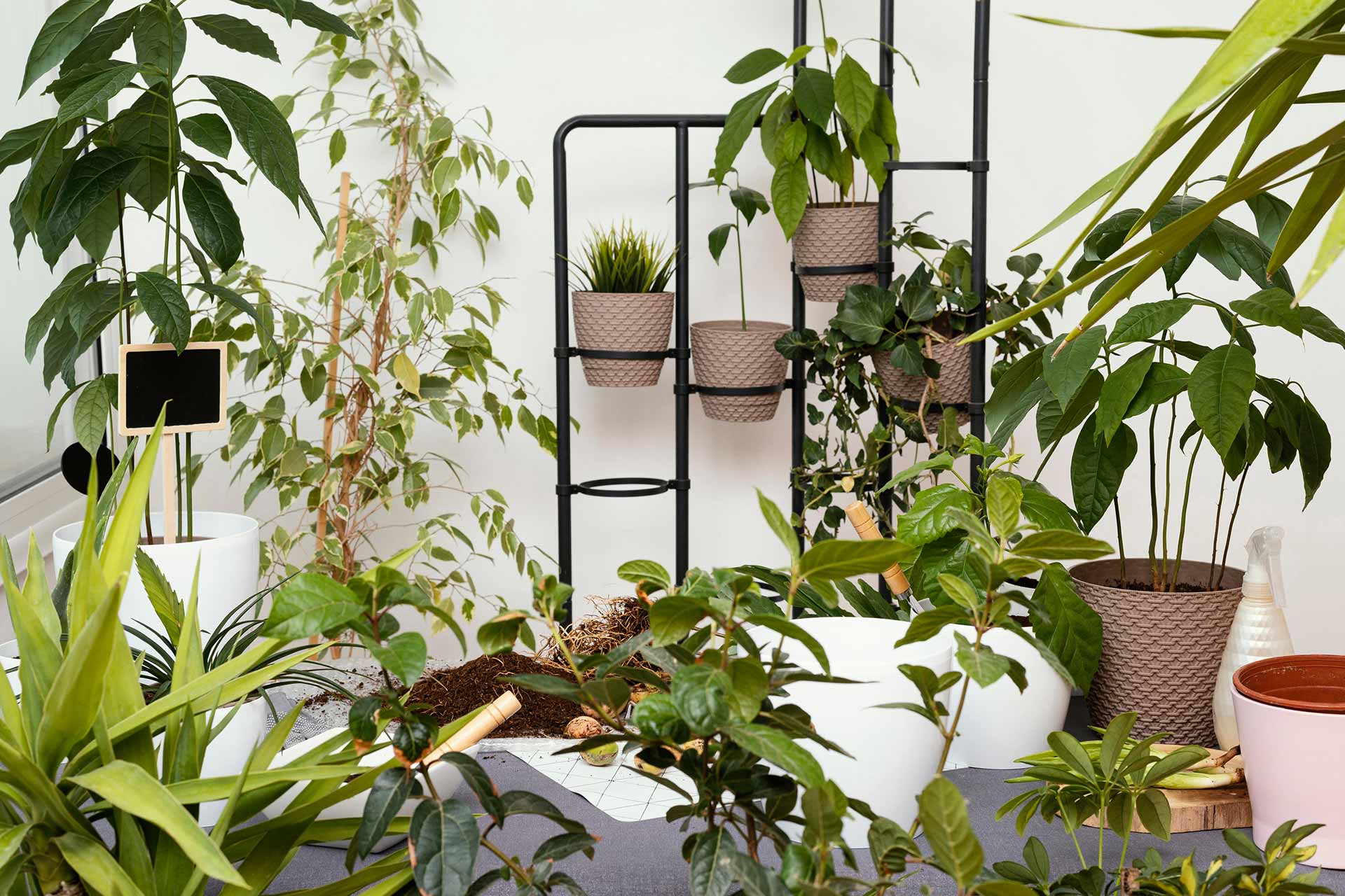 The best plants for everyroom in your home
