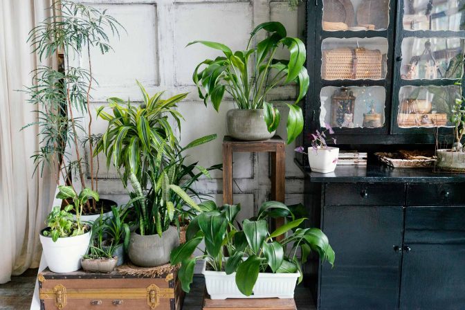 Bromeliads: Why They’re the Perfect Houseplant