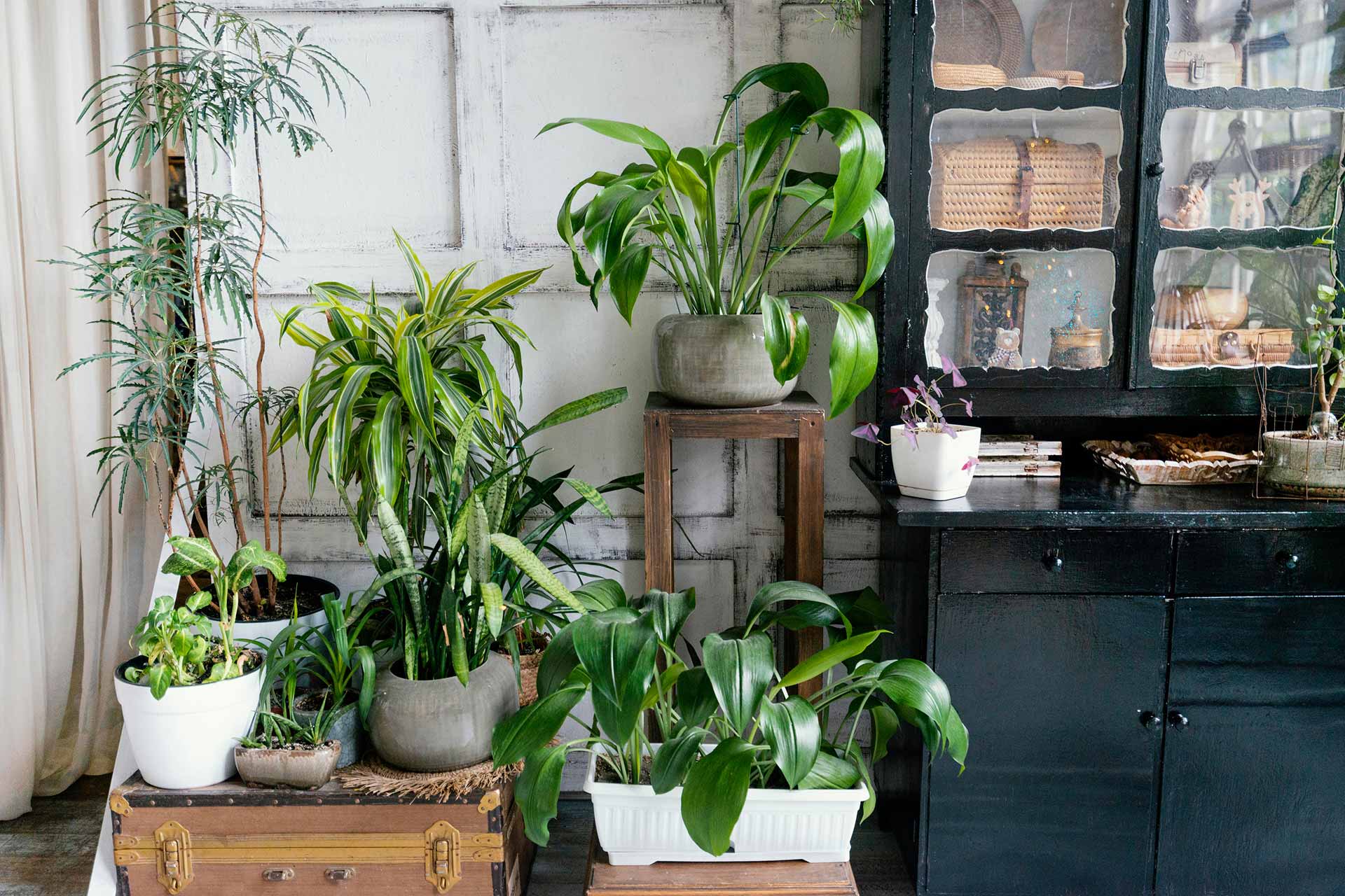 Bromeliads: Why They’re the Perfect Houseplant