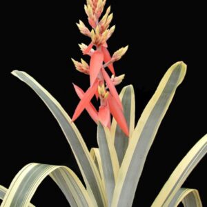 9″ Harvey’s Pride (P.)