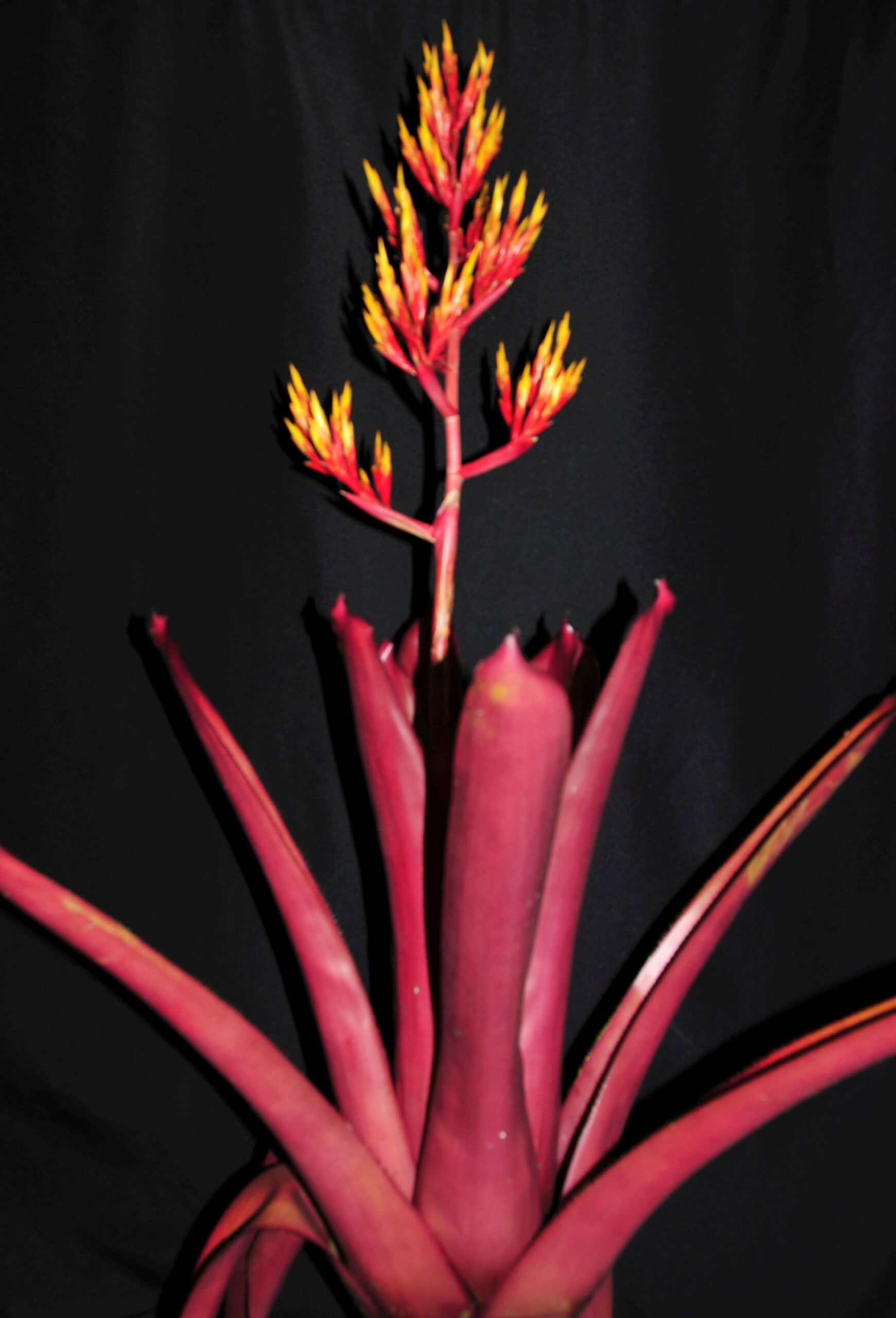 9″ Pinot Noir