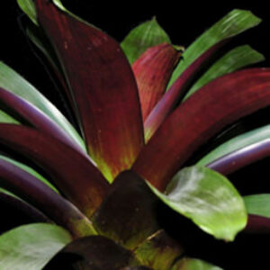 17″ Imperialis ‘Malbec’