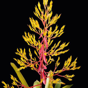 Amarillo