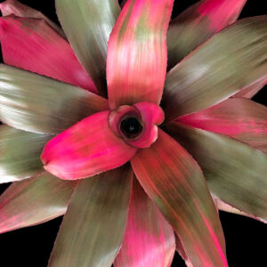 6″ Amazonas (P.)