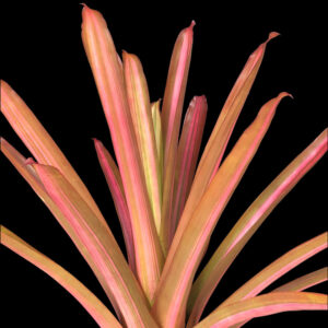9″ Blanchettiana Variegated