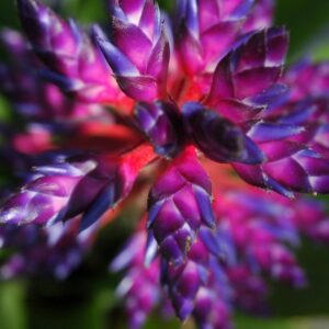 9″ Blue Tango (P.)