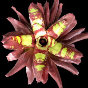 6″ Elodia