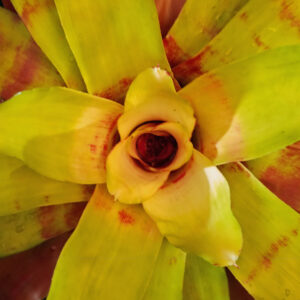 6″ Hawaii