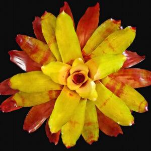 6″ Hawaii