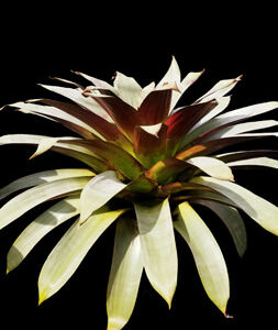 17″ Imperialis ‘Malbec’