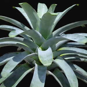 17″ Imperialis ‘Silver’