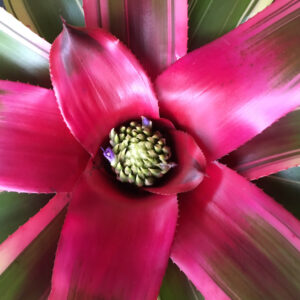 6″ Liebling (P.)