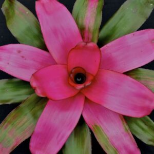 6″ Flirting (P.)