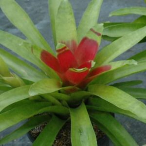 9″ McWilliamsii