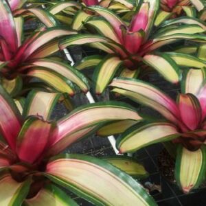 6″ Mendoza (P.)