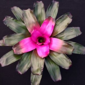 6″ Purple Passion (P.)