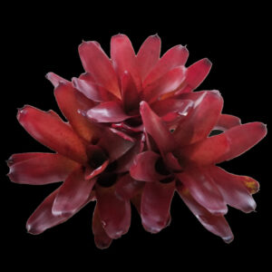6″ Olens ‘Brazil’