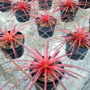 5″ Navioides