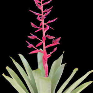 9″ Pink Tango (P.)