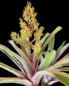 8″ Leptantha
