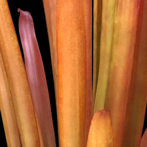 8″ Red Candles