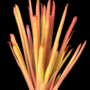 8″ Red Candles