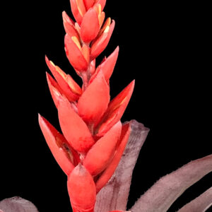9″ Tropic Torch ‘Red’
