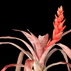 9″ Tropic Torch ‘Red’