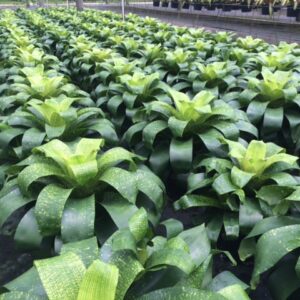 6″ Fenestralis