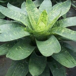 4″ Gigantea ‘Nova’