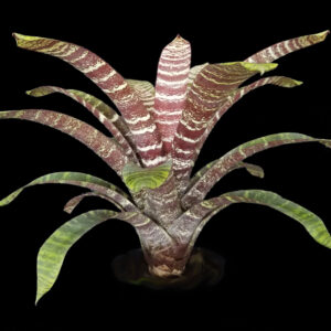 9″ Red Chestnut