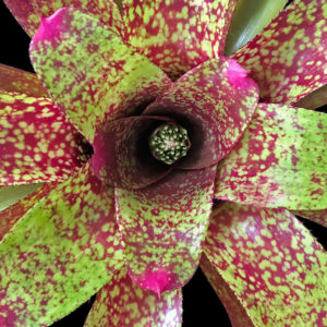 8″ Big Rose