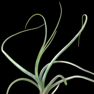 BR Bulbosa