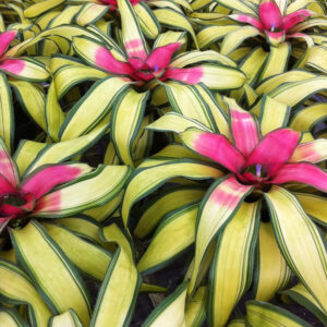 6″ Casablanca (P.)