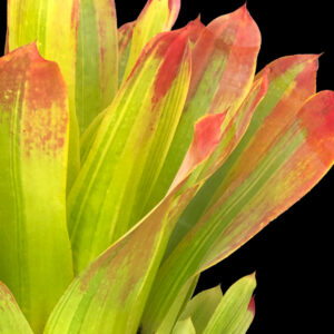 9″ Castellanosii Variegated