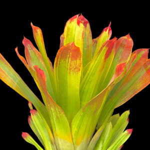 9″ Castellanosii Variegated