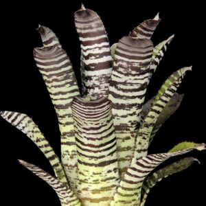 6″ Chantinii ‘DeLeon’