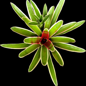6″ Chile Verde
