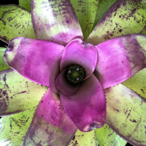 8″ Concentrica ‘Bullis’