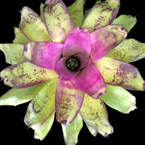 8″ Concentrica ‘Bullis’