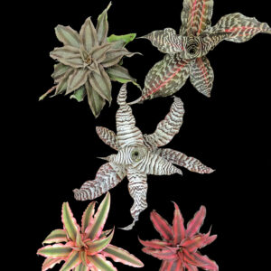 4″ Assorted Cryptanthus