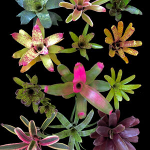 4″ Growers Choice Assorted