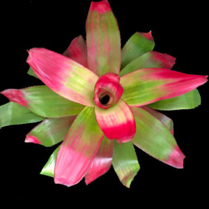 6″ Green Apples (P.)