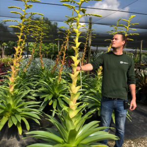 14″ Imperialis ‘Green’