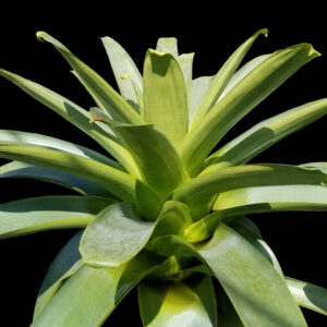 14″ Imperialis ‘Green’