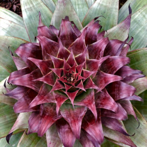 17″ Imperialis ‘Red’