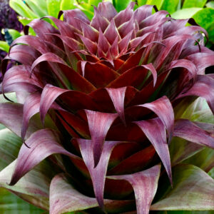 17″ Imperialis ‘Red’